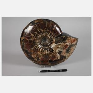 Prächtiger opalisierter Ammonit