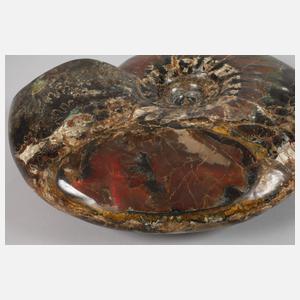 Prächtiger opalisierter Ammonit