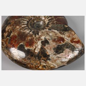 Prächtiger opalisierter Ammonit