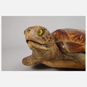 Tierpräparat Grüne Meeresschildkröte