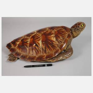 Tierpräparat Grüne Meeresschildkröte