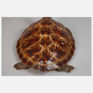 Tierpräparat Grüne Meeresschildkröte