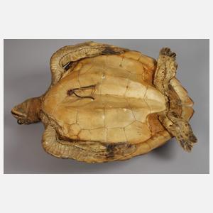 Tierpräparat Grüne Meeresschildkröte