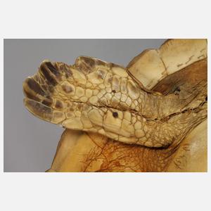 Tierpräparat Grüne Meeresschildkröte
