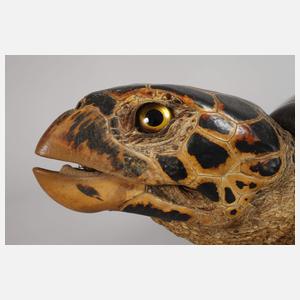Tierpräparat Echte Karettschildkröte