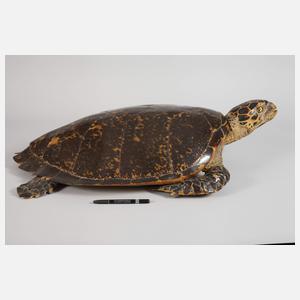 Tierpräparat Echte Karettschildkröte