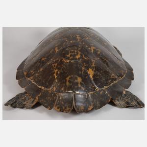 Tierpräparat Echte Karettschildkröte