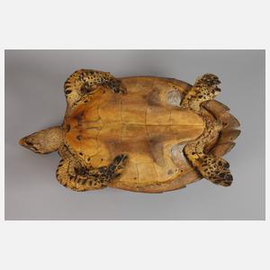 Tierpräparat Echte Karettschildkröte