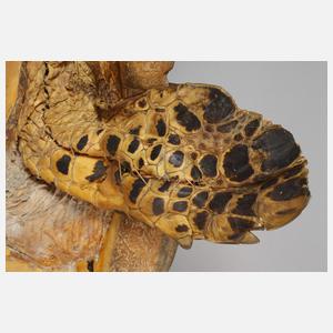 Tierpräparat Echte Karettschildkröte