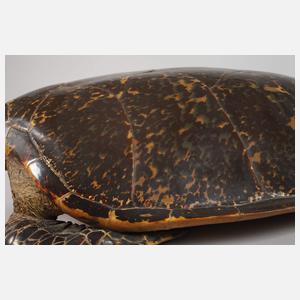 Tierpräparat Echte Karettschildkröte