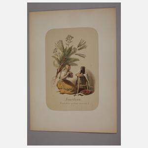 Illustriertes Kräuterbuch