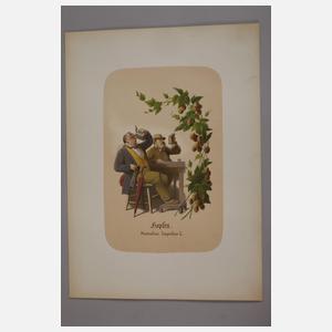 Illustriertes Kräuterbuch