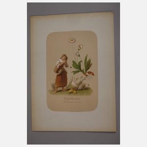 Illustriertes Kräuterbuch