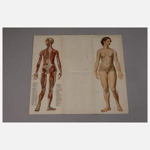 Drei Bände Das Weib