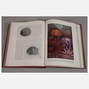 Zwei Bände Die Wunder Natur