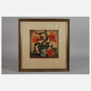 Hugo Noske, Blühende Kaktee