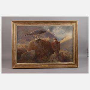 William Oxendon Hammond, Falken im Gebirge