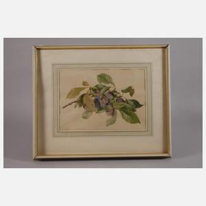 Carlos von Riefel, Pflaumenzweig