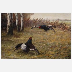 Clemens Freitag, Balzende Auerhähne