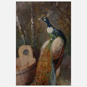 Max Hänger sen., Prächtiges Federvieh