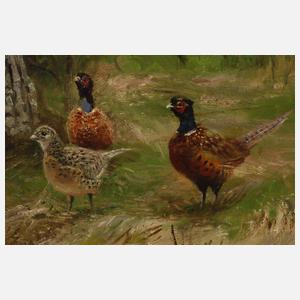 Willi Lorenz, Fasane am Waldrand