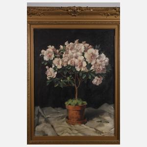 Wenzel Hermann Wendlberger, Azaleen