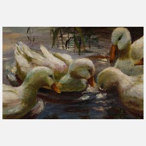 Enten im See (nach Koester)