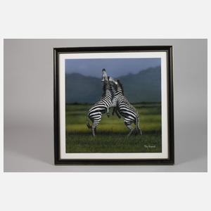 Tony Karpinski, Kämpfende Zebras