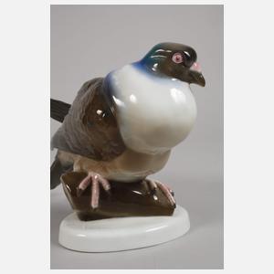 Fraureuth "Wildtaube"