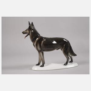 Thüringen Schäferhund und Eisvogel