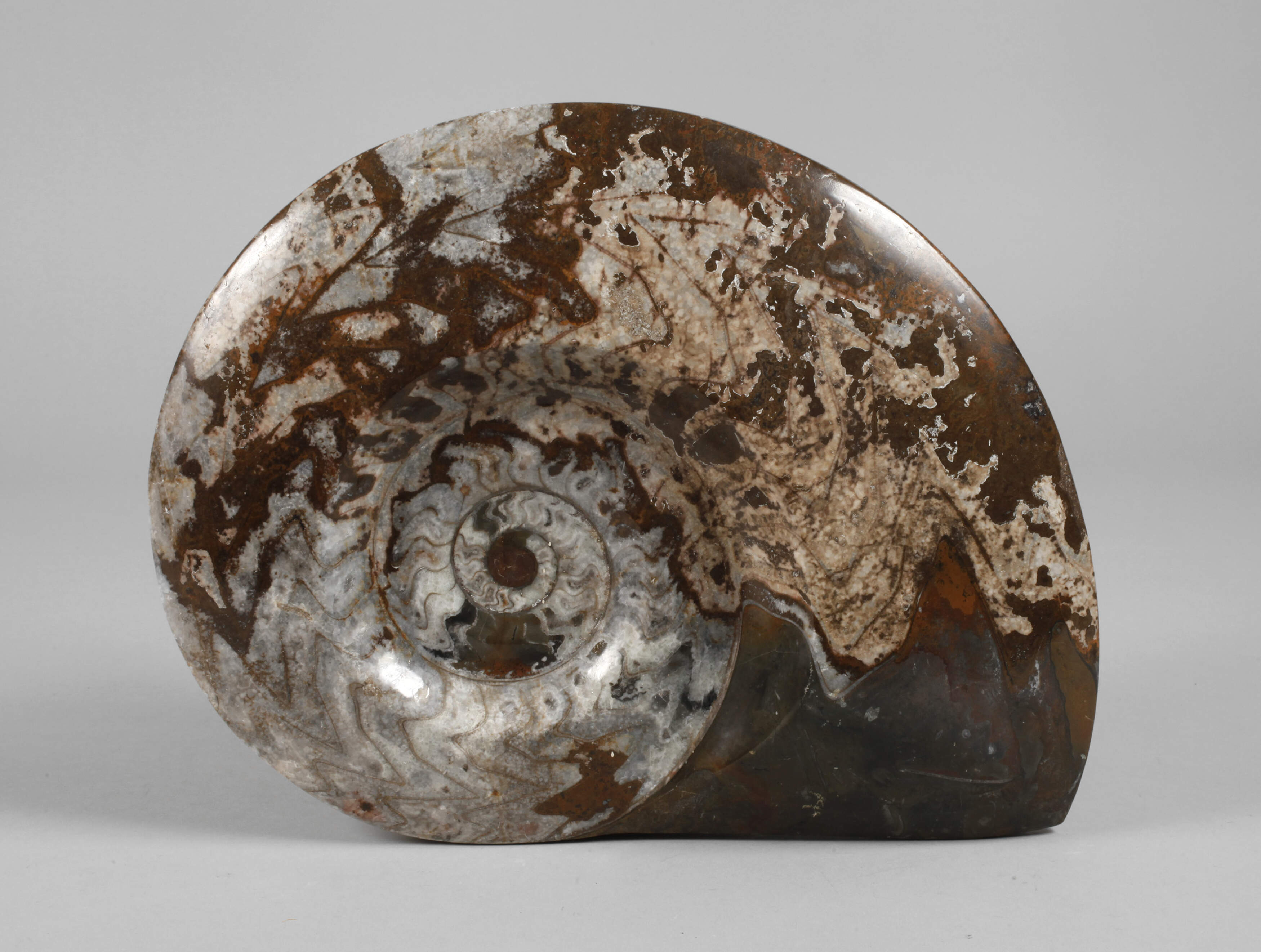 Großer Ammonit
