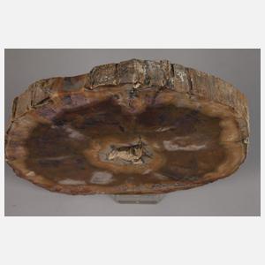 Segment versteinertes Holz