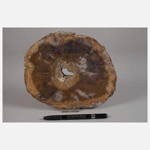 Segment versteinertes Holz