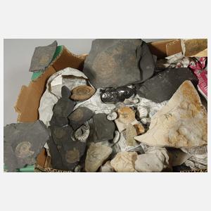Sammlung Fossilien