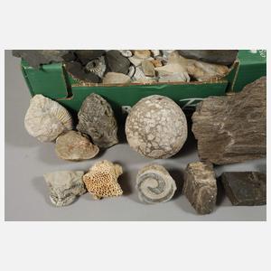 Sammlung Fossilien