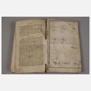 Die Hauptlehren der Physiognomik