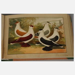 Schachtzabel Tauben-Rassen