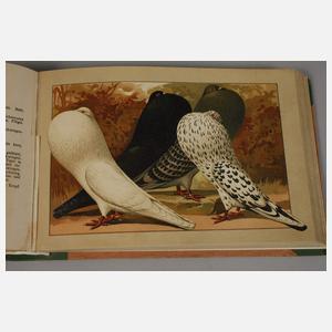 Schachtzabel Tauben-Rassen