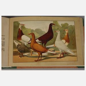 Schachtzabel Tauben-Rassen