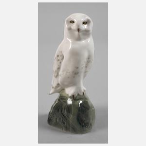 Meissen "Schnee-Eule"