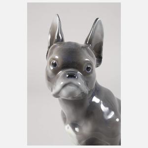 Fraureuth "Französische Zwergbulldogge"