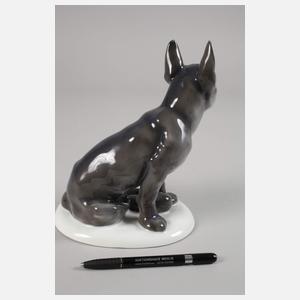 Fraureuth "Französische Zwergbulldogge"