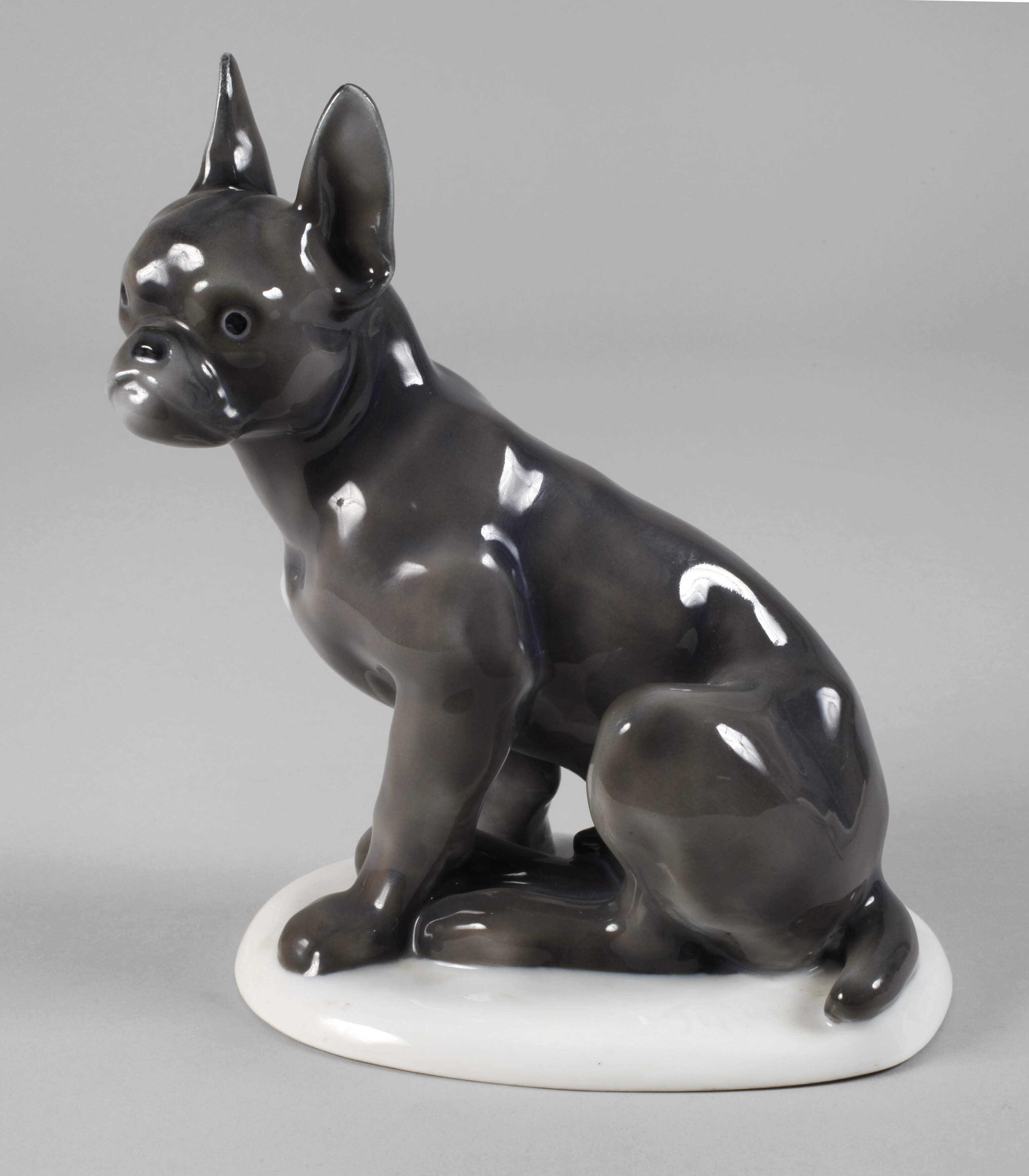 Fraureuth "Französische Zwergbulldogge"