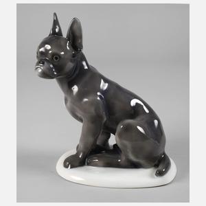 Fraureuth "Französische Zwergbulldogge"