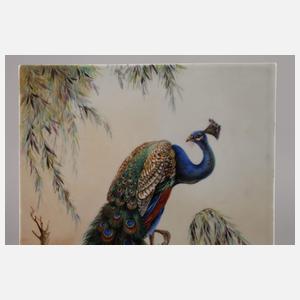 Große Bildplatte majestätischer Pfau