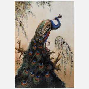 Große Bildplatte majestätischer Pfau