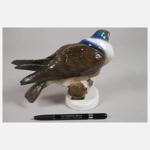 Fraureuth "Wildtaube"