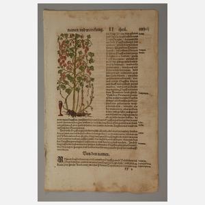 Hieronymus Bock, Sammlung Pflanzendarstellungen