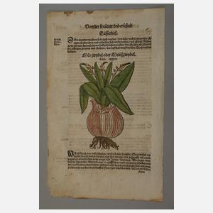 Hieronymus Bock, Sammlung Pflanzendarstellungen