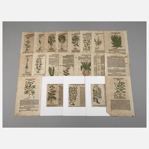 Hieronymus Bock, Sammlung Pflanzendarstellungen